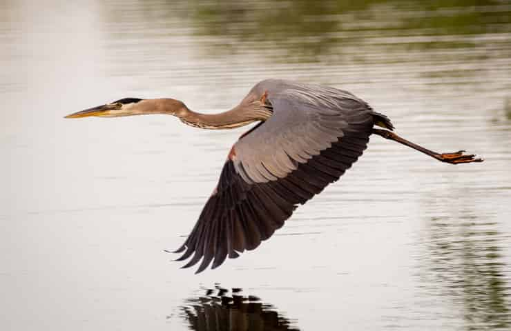 blue heron